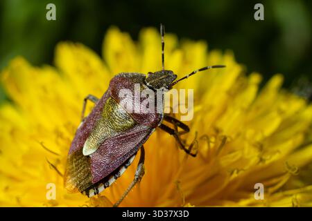 Ein farbenfroher Käfer thront auf einer lebendigen gelben Löwenzahnblüte, die im Frühling unter hellem Sonnenlicht komplexe Details der Natur zeigt. Stockfoto