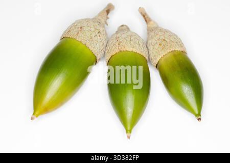 Acorn sitzt auf einem moosigen Stumpf im weißen Hintergrund Stockfoto