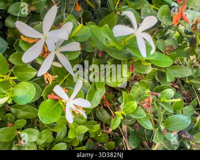 Zarte weiße Jasminblüten blühen zwischen glänzend grünen Blättern in Kea, Griechenland, die bei weichem Tageslicht mit einer natürlichen, ruhigen Stimmung und detailgetreuem cl erfasst werden Stockfoto