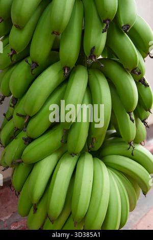 Dicht gepackte junge grüne Bananen, weicher Fokus und natürliches Licht, Landwirtschaft und tropisches Fruchtkonzept in vertikaler Richtung Stockfoto