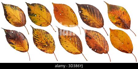 Bunte Kirschblätter im Herbst, isoliert auf weiß. Gelb und orange mit braunen Flecken und Löchern Herbstlaub gesetzt. Trockene Blätter mit gezackten Rändern. Stockfoto