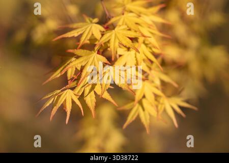 Ahorn oder Acer palmatum mit gelben Herbstblättern, erfasst mit geringer Schärfentiefe Stockfoto