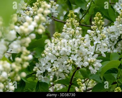Nahaufnahme von weißen Fliederblüten mit einfachen Blütenblättern und frischen grünen Blättern, die im Frühjahr blühen. Stockfoto