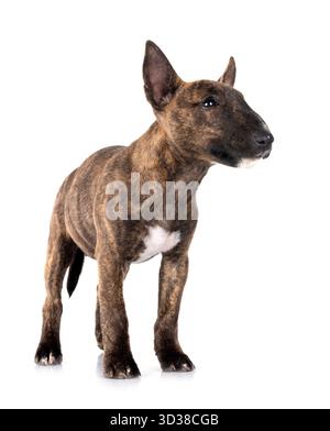 Miniatur Bull Terrier vor weißem Hintergrund Stockfoto