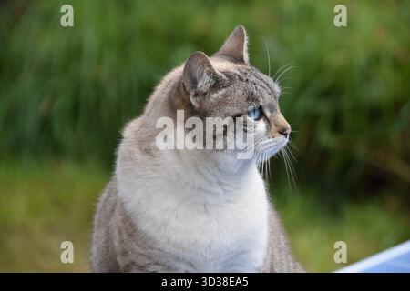 Wunderschöner blauäugiger Katzenporträt Haustier Katzenfreund Haustier-Look Stockfoto