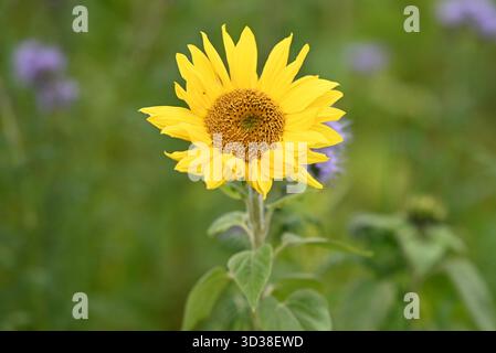 Sonnenblumenblüte im Sommerfeld Nahaufnahme hellgelbe Blume Beauty Shot Stockfoto