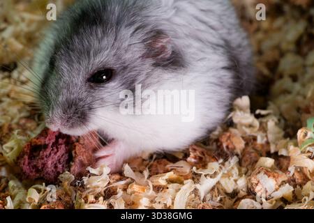 Niedlicher kleiner Zwerghamster schnüffelt und isst eine grüne gesunde Leckerei auf der Bettwäsche. Nahaufnahme des Haustierporträts Stockfoto