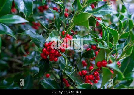 Nahaufnahme von roten stechpalmenbeeren und glänzend grünen Blättern an einem immergrünen Winterbusch, der Weihnachten und festliche Natur symbolisiert. Stockfoto