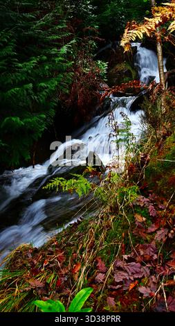 Gebirgsbach im Dyfi Forest Powys Wales. Stockfoto