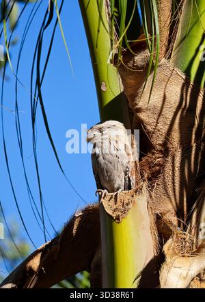 Ein gelbbraunes Anglermaul, das bei Tageslicht auf dem Stamm einer Palme ruht. Stockfoto