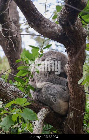 Ein wilder Koala (Phascolarctos cinereus), der auf einem von grünen Blättern umgebenen Baumzweig schläft. Stockfoto