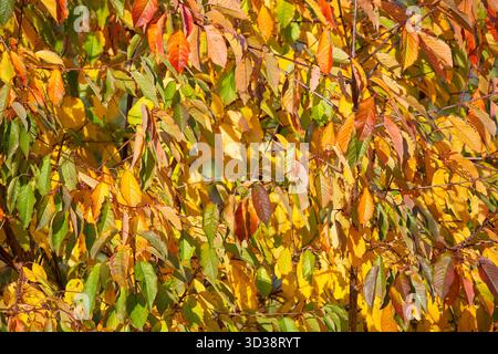Goldene Herbstblätter hängen bei strahlendem Sonnenschein an einem Baum. Stockfoto