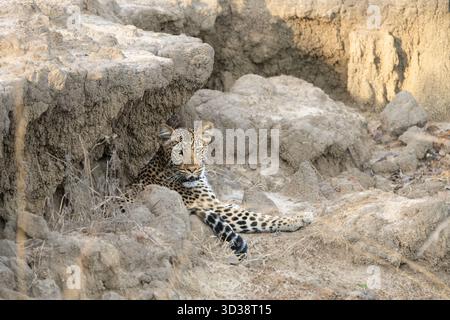 Leopard (Panthera pardus) direkter Augenkontakt. Ruht in einem ausgetrockneten Flussbett aus. Kafue Nationalpark, Sambia, Afrika Stockfoto