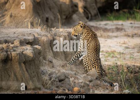Leopard (Panthera pardus) sitzt in einem ausgetrockneten Flussbett. Kafue Nationalpark, Sambia, Afrika Stockfoto