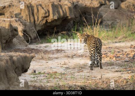 Leopard (Panthera pardus) blickt zurück in die Kamera, während er in einem ausgetrockneten Flussbett spaziert. Kafue Nationalpark, Sambia, Afrika Stockfoto