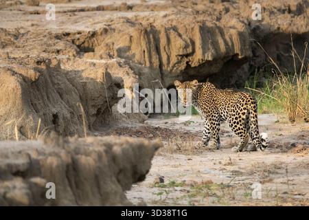 Leopard (Panthera pardus) blickt zurück in die Kamera, während er in einem ausgetrockneten Flussbett spaziert. Kafue Nationalpark, Sambia, Afrika Stockfoto