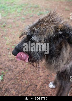 Nahaufnahme Seitenprofil eines zotteligen großen Hundes mit einer langen Schnauze und flauschigem Fell, der seine Zunge mit Schnee oder Frost auf seinem Kopf im Freien in einem natürlichen s leckt Stockfoto