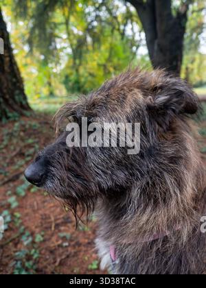 Flauschiger nasser Hund sitzt draußen, umgeben von Bäumen und herabfallenden Herbstblättern, die in die Ferne blicken Stockfoto