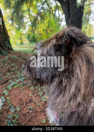 Nahaufnahme Profil eines Scruffy Terrier Mix Hundes, der im Herbst in einem üppigen Green Forest Park mit Pollenstaub bedeckt ist Stockfoto