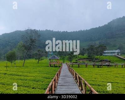 Holzbrücke über Teeplantage, nebelige Berglandschaft Stockfoto