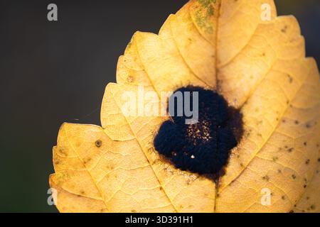 Makroaufnahme eines gelben Herbstblattes mit einem auffälligen schwarzen Pilzfleck, das deutliche Symptome einer Pflanzenkrankheit und Gewebenekrose zeigt. Nützlich f Stockfoto