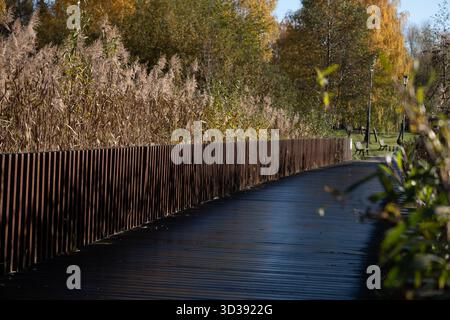 Moderner Holzsteg umgeben von hohen Schilf und Herbstbäumen in einem Naturpark. Ideal für Landschaftsarchitektur, umweltfreundliches Design, an Stockfoto