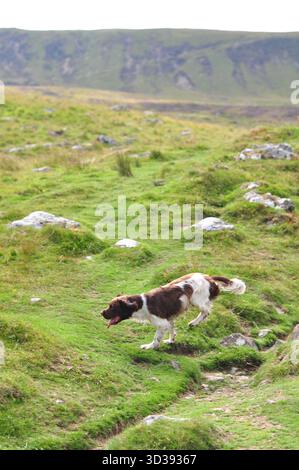 Weißer und brauner englischer Springer Spaniel läuft über ein grasbewachsenes Feld in Wales, die Ohren flattern und voller Energie an einem sonnigen Tag auf dem Land. Stockfoto