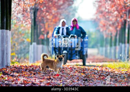 Peking, China. November 2025. Dieses Foto, aufgenommen am 5. November 2025, zeigt die Herbstlandschaft des Bezirks Chengyang in Qingdao, der ostchinesischen Provinz Shandong. Quelle: Wang Haibin/Xinhua/Alamy Live News Stockfoto