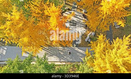 Peking, China. November 2025. Ein Luftdrohnenfoto, das am 5. November 2025 aufgenommen wurde, zeigt Menschen, die ihre Freizeit in einem Park in Tancheng County der Stadt Linyi, der ostchinesischen Provinz Shandong, genießen. Quelle: Zhang Chunlei/Xinhua/Alamy Live News Stockfoto