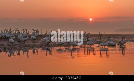 Peking, China. November 2025. Eine Luftdrohne, die am 5. November 2025 aufgenommen wurde, zeigt Schwäne, die in einem Naturschutzgebiet in Rongcheng City in der ostchinesischen Provinz Shandong auf der Suche sind. Quelle: Li Xinjun/Xinhua/Alamy Live News Stockfoto