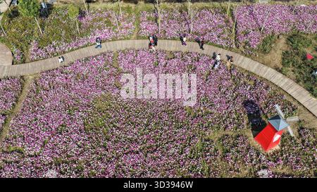Peking, China. November 2025. Eine Luftdrohne, die am 5. November 2025 aufgenommen wurde, zeigt Menschen, die blühende Blumen in einer malerischen Gegend im Guangrao County in Dongying City, der ostchinesischen Provinz Shandong, bewundern. Quelle: Liu Yunjie/Xinhua/Alamy Live News Stockfoto