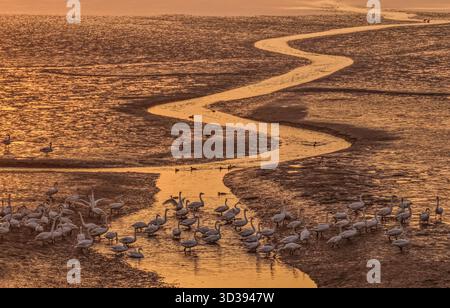 Peking, China. November 2025. Eine Luftdrohne, die am 5. November 2025 aufgenommen wurde, zeigt Schwäne, die in einem Naturschutzgebiet in Rongcheng City in der ostchinesischen Provinz Shandong auf der Suche sind. Quelle: Li Xinjun/Xinhua/Alamy Live News Stockfoto