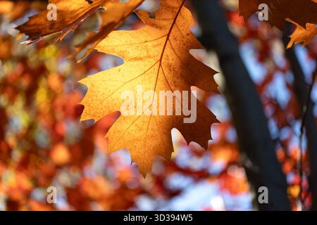 Eichenblatt, das im warmen Sonnenlicht leuchtet, umgeben von weichem Herbstlaub. Hintergrundbeleuchtete Textur hebt die natürliche Venenstruktur und die saisonalen Farben hervor. Ideal Stockfoto