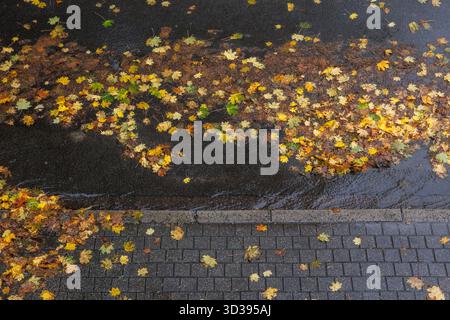 Eine regennasse Straße und Bürgersteig bedeckt mit nassen Herbstblättern, Nordrhein-Westfalen, Deutschland regennasse Straße und Buergersteig bedeckt mit nassem He Stockfoto