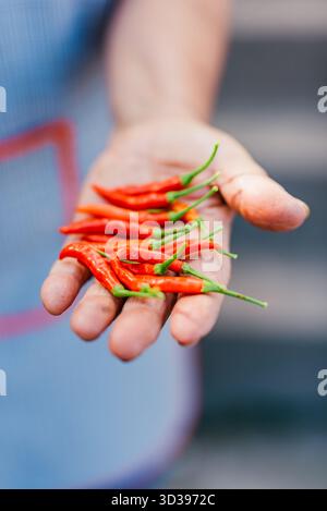 Eine Frau hält eine Handvoll hausgemachter Vogelaugen-Chillis in Madeira, Portugal Stockfoto