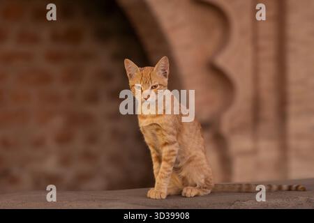 Ingwerkatze sitzt an einer Wand in Marrakesch. Porträt einer roten Katze, Stadtmauer im Hintergrund. Die Farben von Marrakesch. Stockfoto