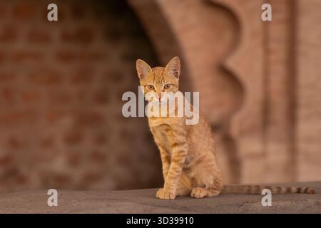 Ingwerkatze sitzt an einer Wand in Marrakesch. Porträt einer roten Katze, Stadtmauer im Hintergrund. Die Farben von Marrakesch. Stockfoto