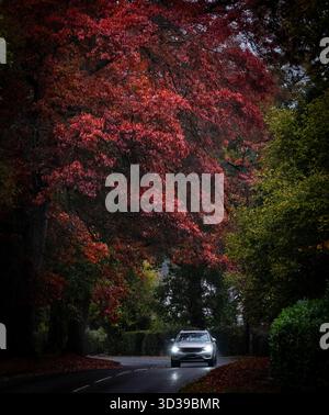 Eine herrliche Herbstfarbe an einem nassen, regnerischen und langweiligen Tag auf einer Straße durch die Lickey Hills, Worcestershire. Stockfoto
