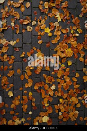 Herbstlaub auf Kopfsteinpflasterpfad, strukturierter Herbsthintergrund Stockfoto