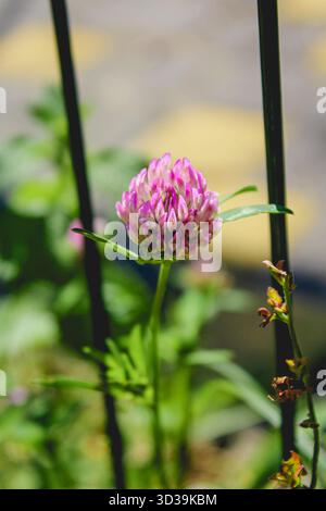 Nahaufnahme eines blühenden roten Klees, Trifolium pratense. arlington, massachusetts. Stockfoto