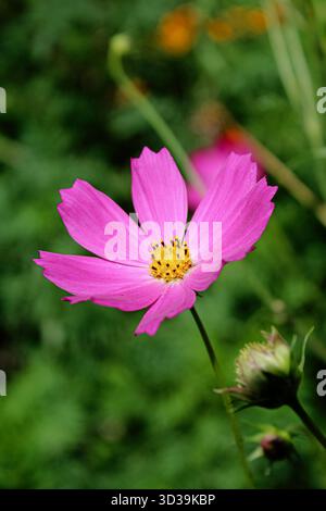 COSMOS Blumen Cosmos Bipinnat rosa Kosmos Blume Nahaufnahme Stockfoto