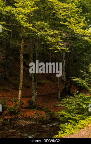 Ein ruhiger Bach fließt sanft durch einen lebendigen und üppigen grünen Wald voller vielfältiger Flora und Fauna und schafft eine malerische Szene Stockfoto