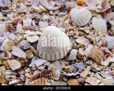 Sea shells background. Broken shells on the beach Stockfoto