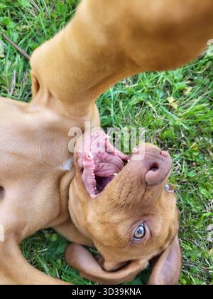 Ungarischer Vizsla-Welpe liegt auf dem Rücken mit offenem Mund, winzigen scharfen Zähnen und einer Pfote, die zur Kamera reicht – lustige, verspielte Nahaufnahme Stockfoto