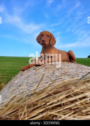 Ungarischer Vizsla-Welpe mit herabhängenden Ohren und traurigen Augen auf einem Heuballen auf einem Bauernhof unter blauem Himmel Stockfoto