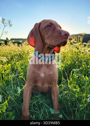 Ungarischer Vizsla-Welpe mit blauem Kragen, der in hohem Gras voller Wildblumen sitzt und unter der warmen Sommersonne in die Ferne blickt Stockfoto