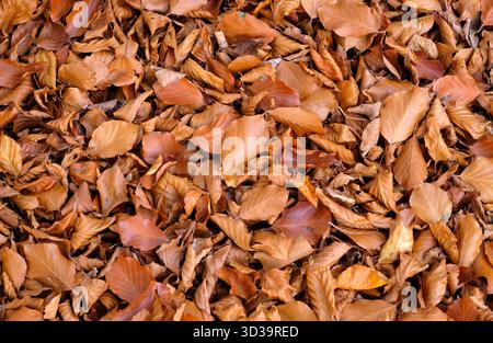 Braune Buchenblätter auf dem Boden, norfolk, england Stockfoto