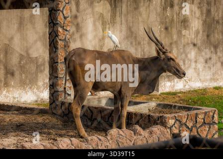 Eine majestätische Ebenantilope steht friedlich in ihrem Gehege, während ein kleiner weißer Vogel, wahrscheinlich ein Viehreiher, auf seinem Rücken ruht Stockfoto
