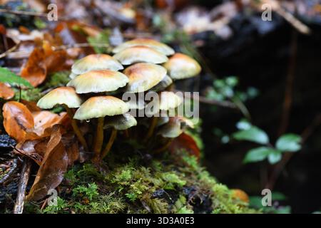 Pilze im Regen Stockfoto
