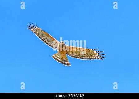 Der rote Hawk schwebt auf voll ausgestreckten Flügeln Stockfoto